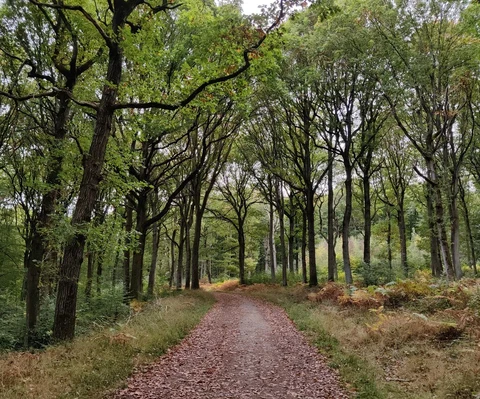 An image depicting the trail Wyre Forest Southern Loop - Callow Hill and its surrounding area.