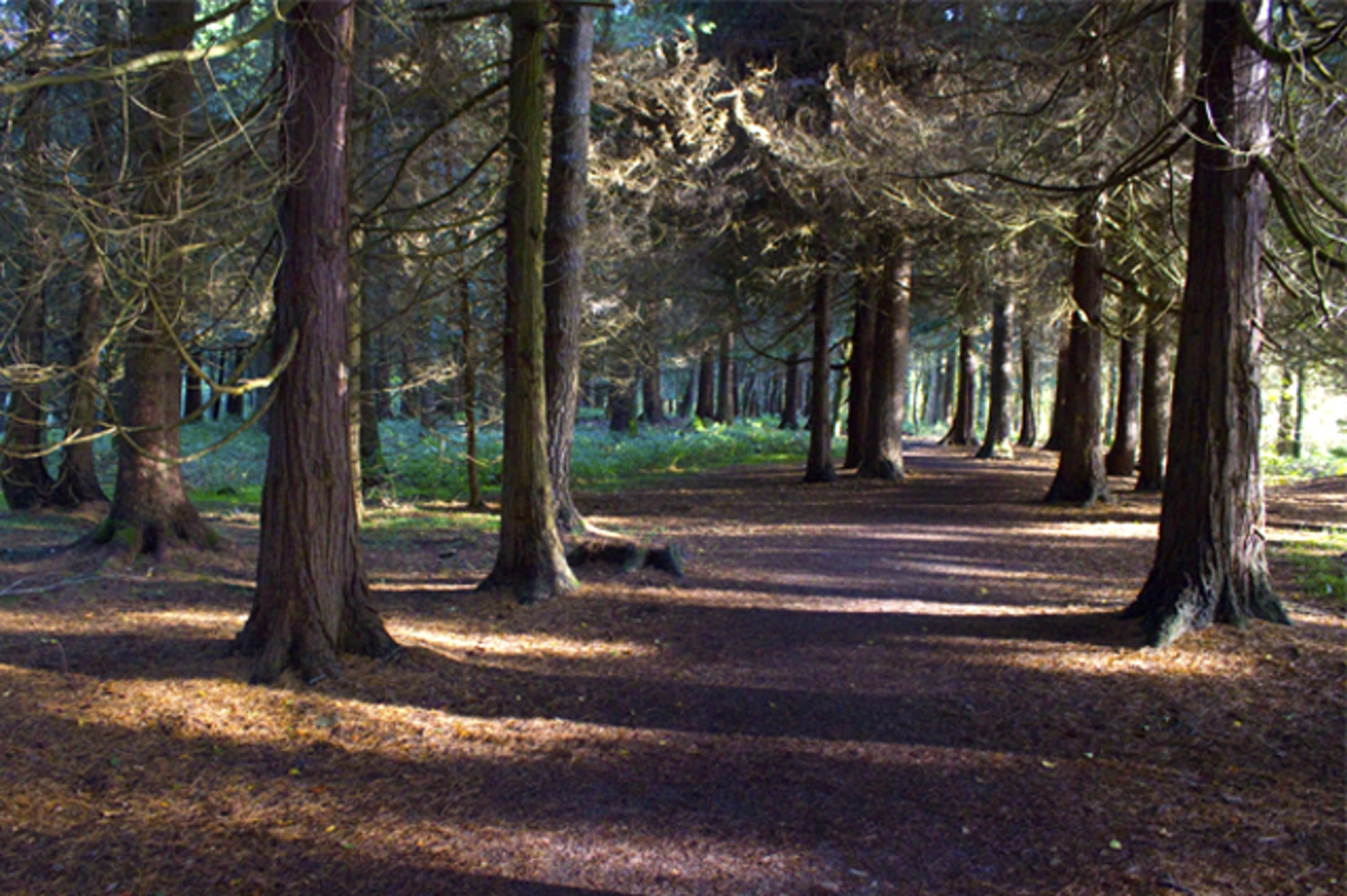 An image depicting the trail Marl Bog - Forest Walk and its surrounding area.