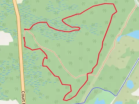 NJ State Long Trail, Lizard Tail Swamp Yellow Trail and Blue Trail Loop