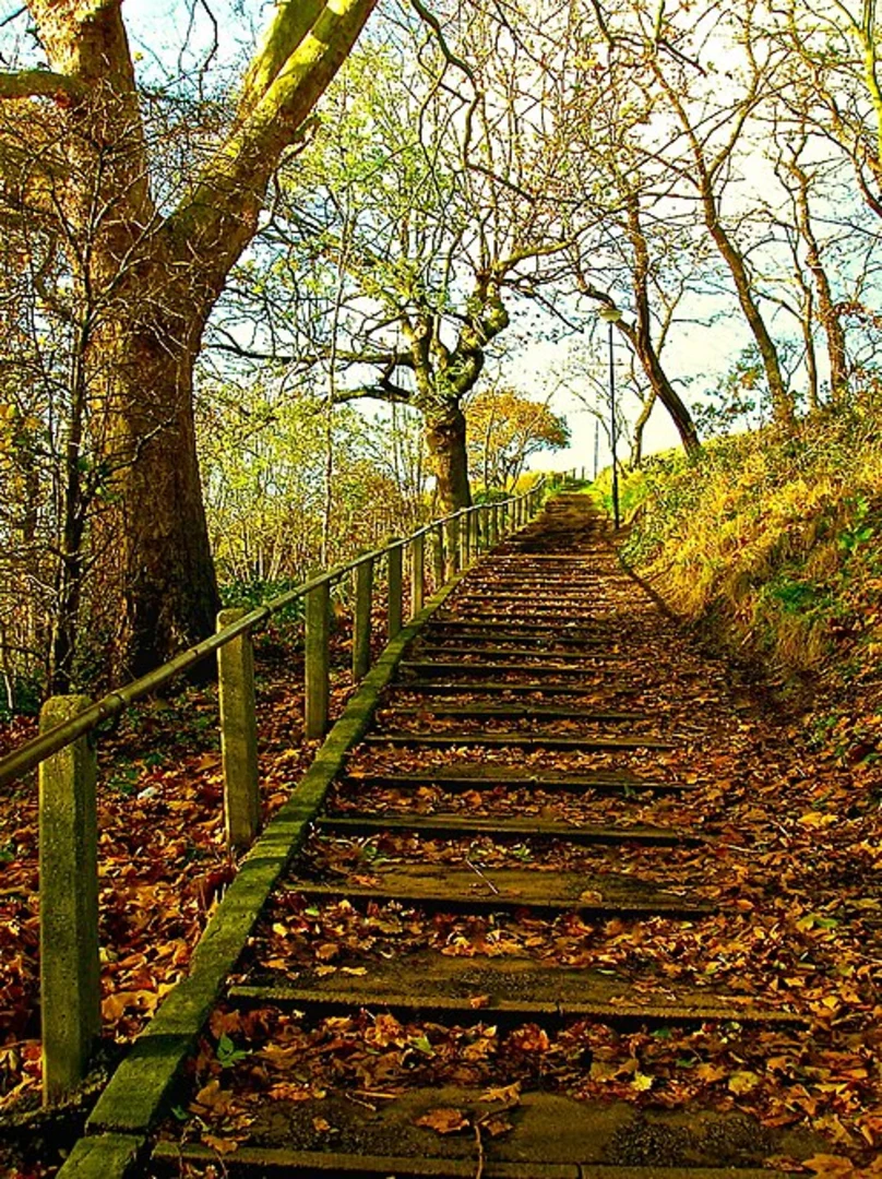 An image depicting the trail Bostall Woods Outer Loop and its surrounding area.