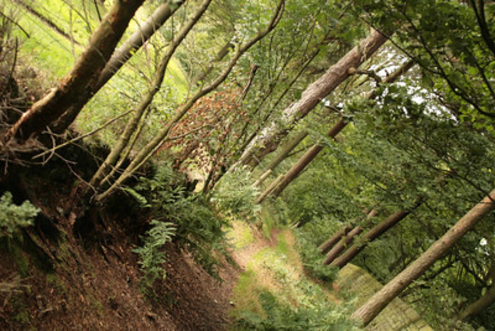 An image depicting the trail Stead Spring, Redmires Wood and Todwick Wood Walk and its surrounding area.