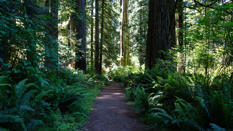 An image depicting the trail Prairie Creek Trail and its surrounding area.