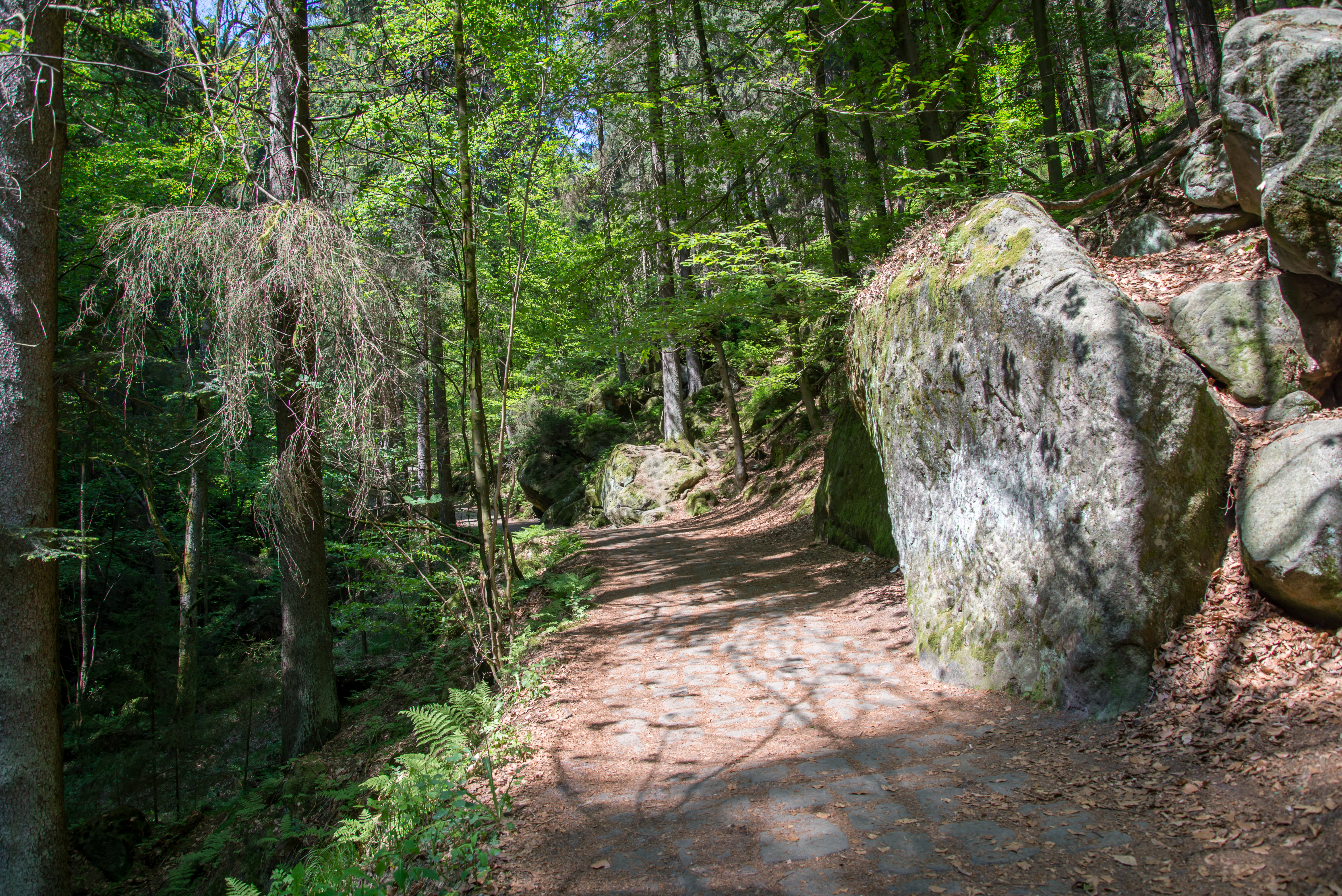 An image depicting the trail Saxon Switzerland National Park and its surrounding area.