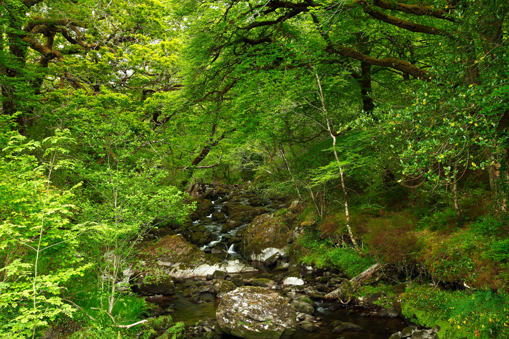 An image depicting the trail Glengarriff Nature Reserve - Waterfall Walk and its surrounding area.