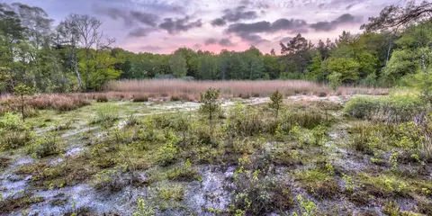 An image depicting the trail Friese Woudenpad and its surrounding area.