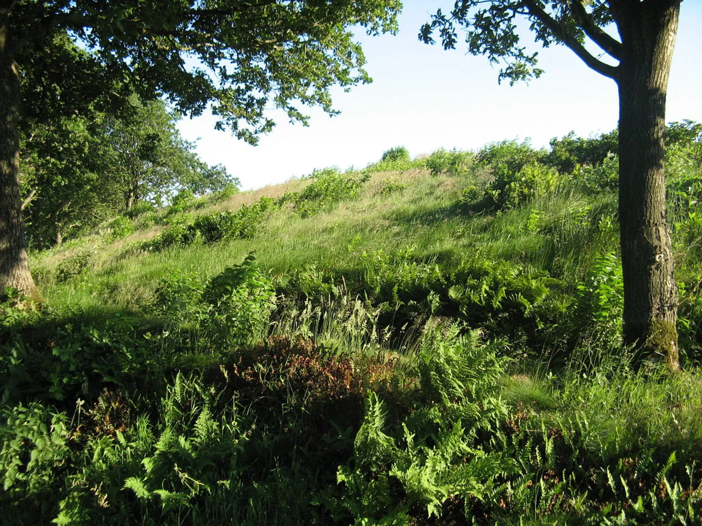 An image depicting the trail Steller Heide Loop via Steller Straße and its surrounding area.