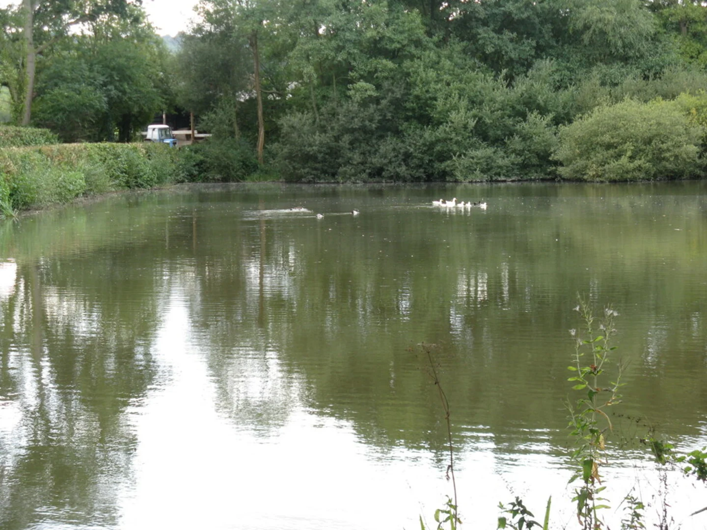 An image depicting the trail Grayswood Walk and its surrounding area.