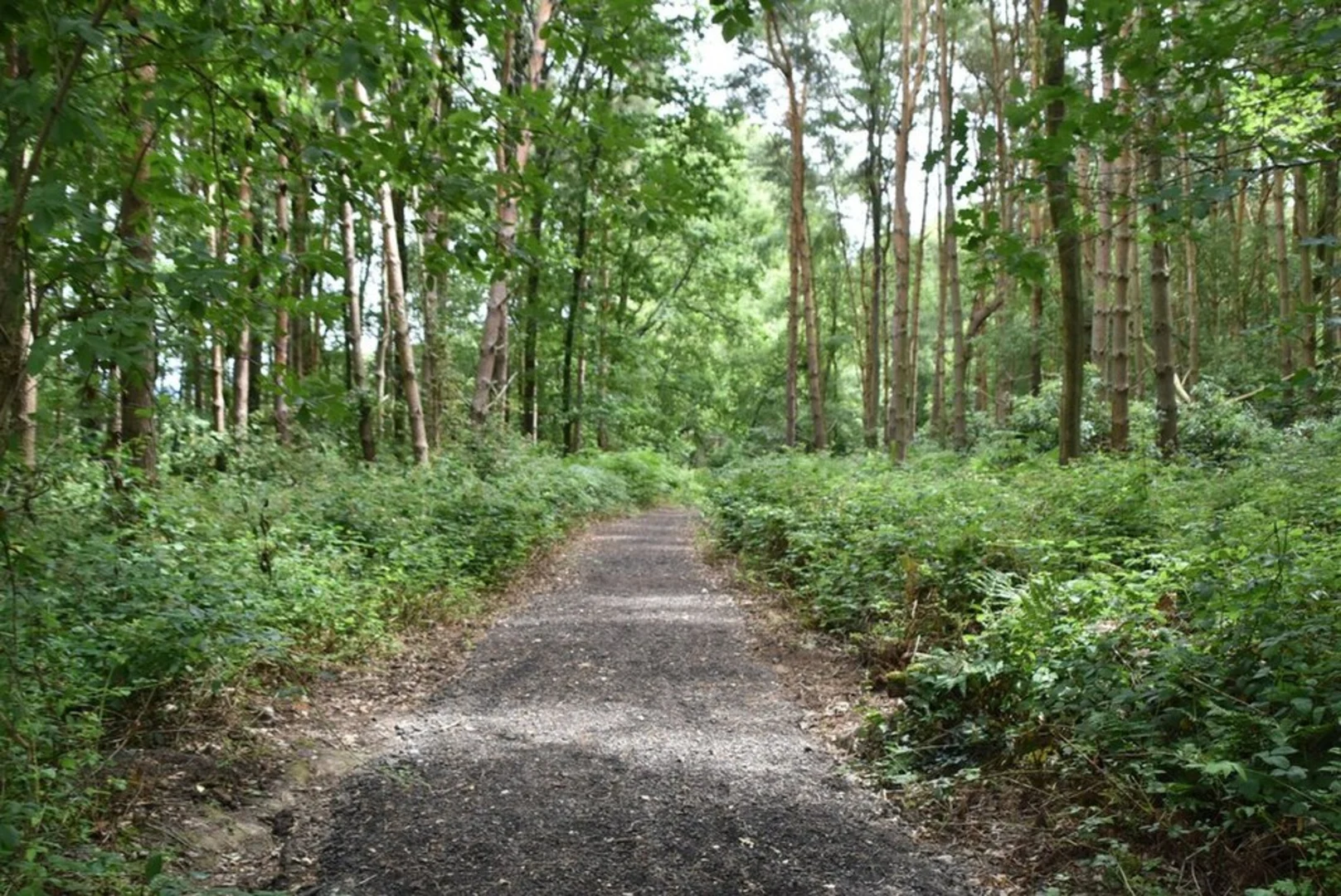 An image depicting the trail Marsh Green Wood and Smoky Wood and its surrounding area.