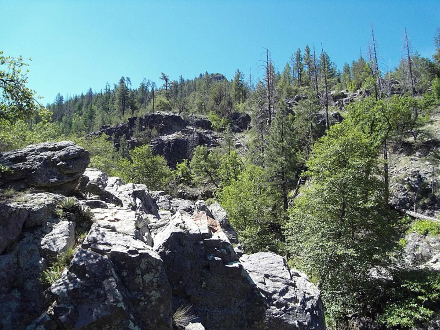 An image depicting the trail Bear Flat Trail and its surrounding area.