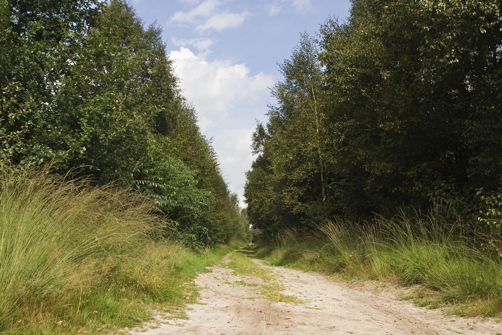 An image depicting the trail Engbertsdijksvenen and Hoevenwegsvenen Loop and its surrounding area.