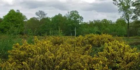 An image depicting the trail Lingwood Common to Blake's Wood Walk - Chelmsford - Essex and its surrounding area.