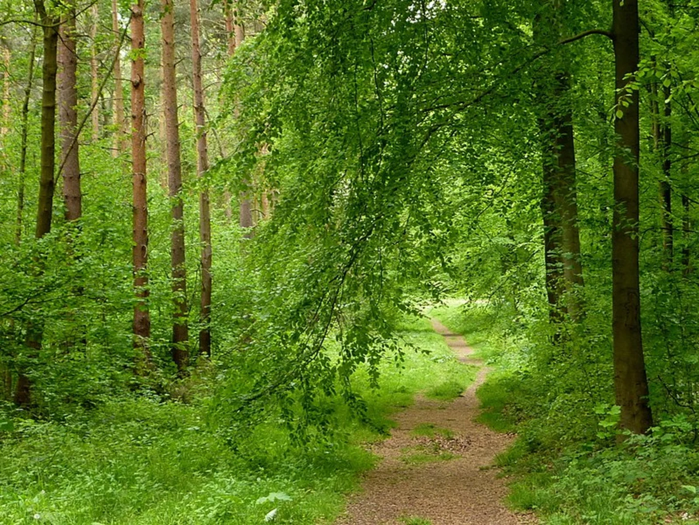 An image depicting the trail Whitwell Wood Short Loop and its surrounding area.