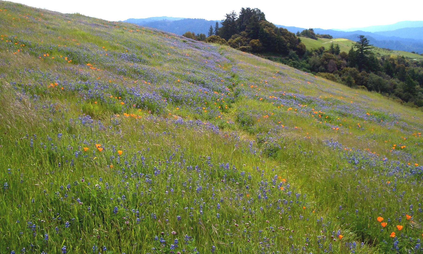 An image depicting the trail Verdugo Woodlands Open Space Preserve and its surrounding area.