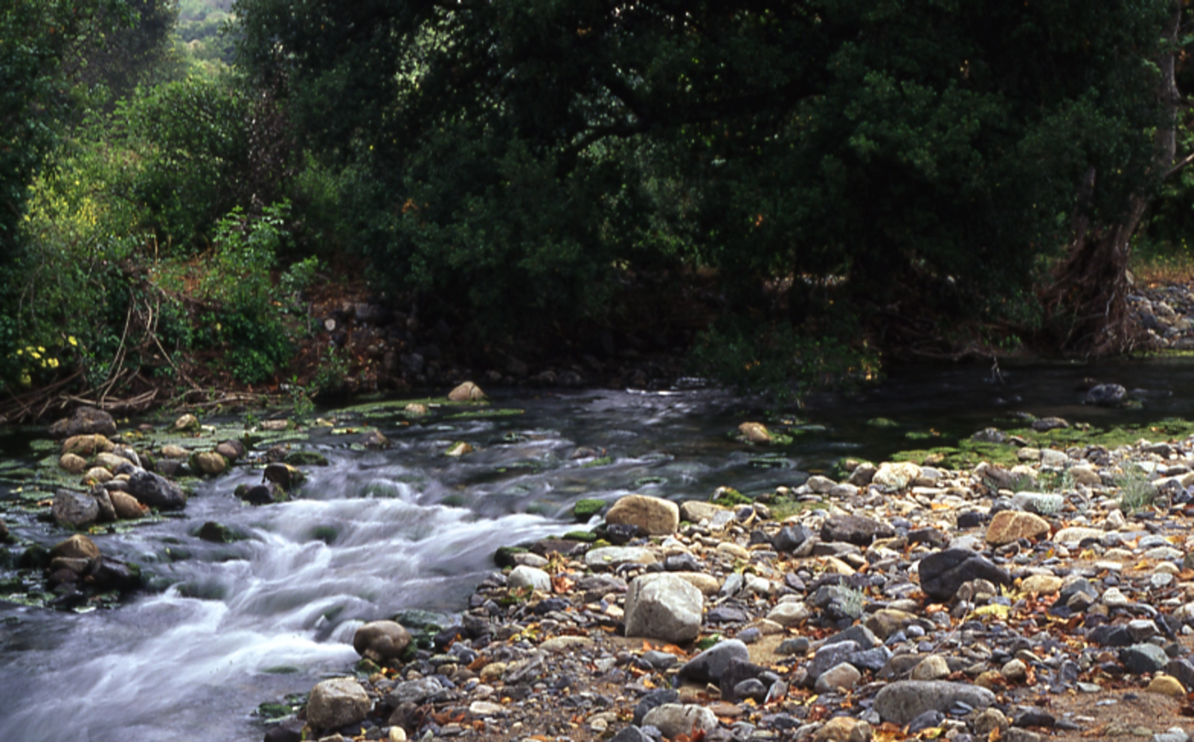 An image depicting the trail Trabuco Creek Road and its surrounding area.