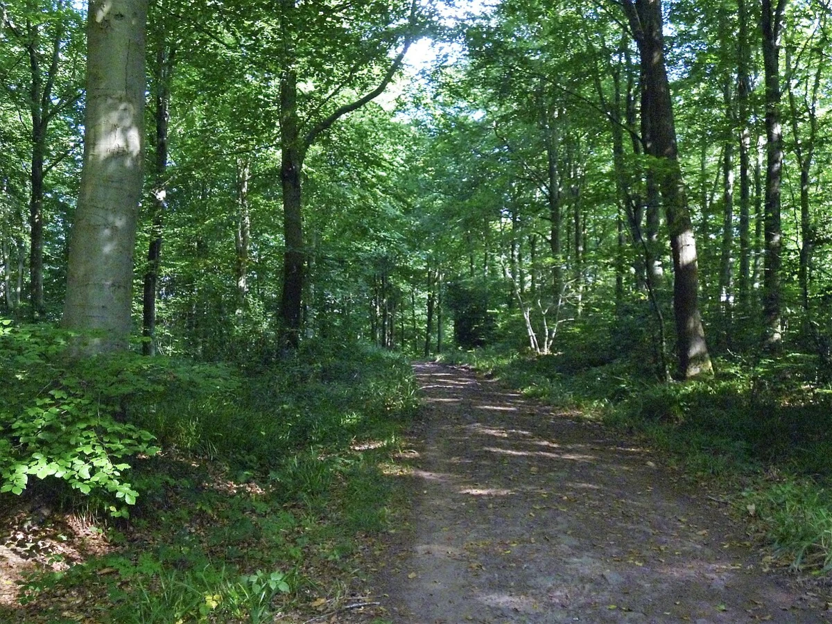 Leigh Woods Short Loop