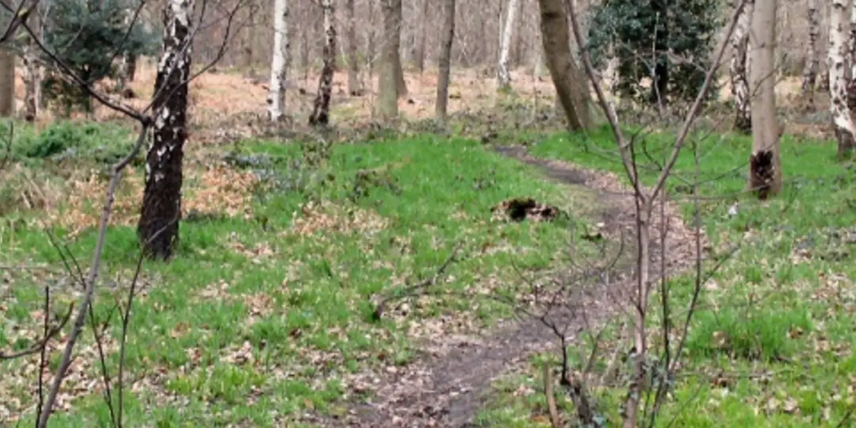 Birley Edge and Wharncliffe Wood from Greno Wood