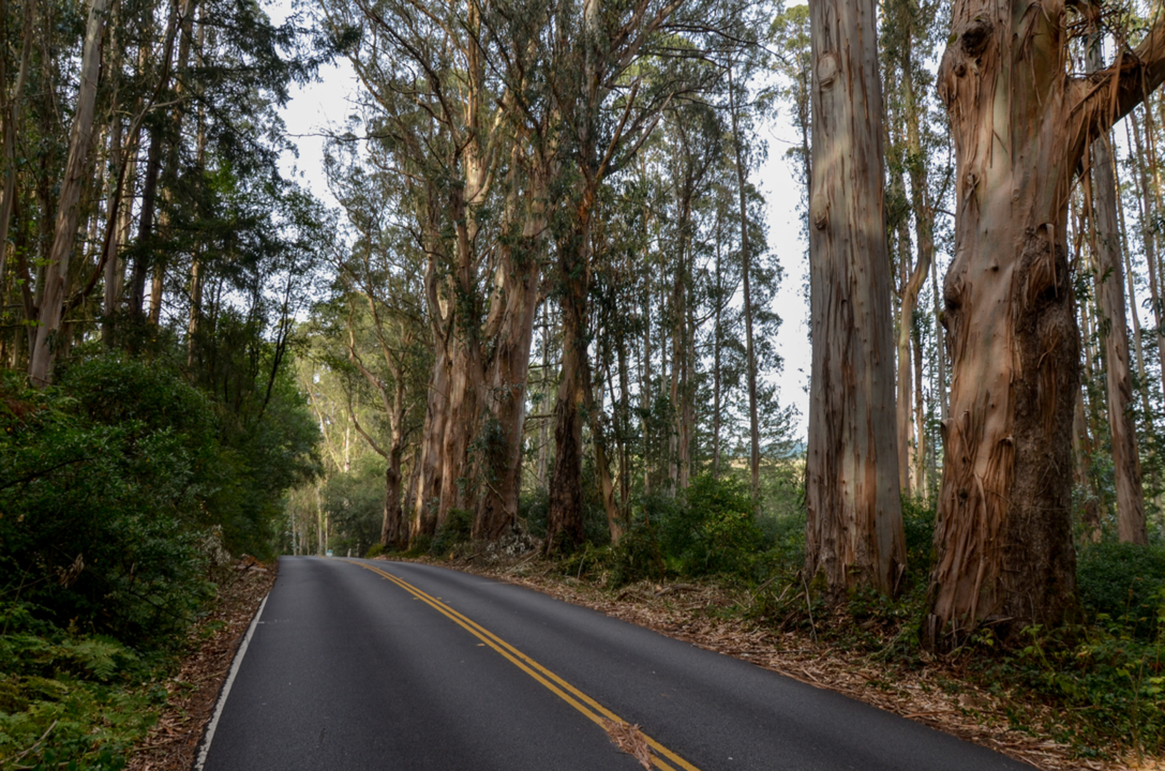 An image depicting the trail Teixeira, Ridge and Olema Valley Loop Trail and its surrounding area.