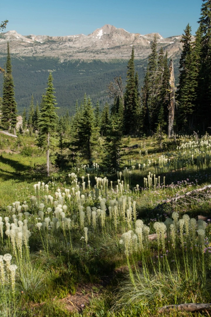 An image depicting the trail Hungry Creek via Main South Fork Trail and its surrounding area.