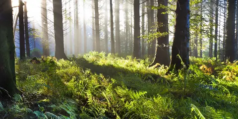 An image depicting the trail Union Wood - Mountain Access Route and its surrounding area.