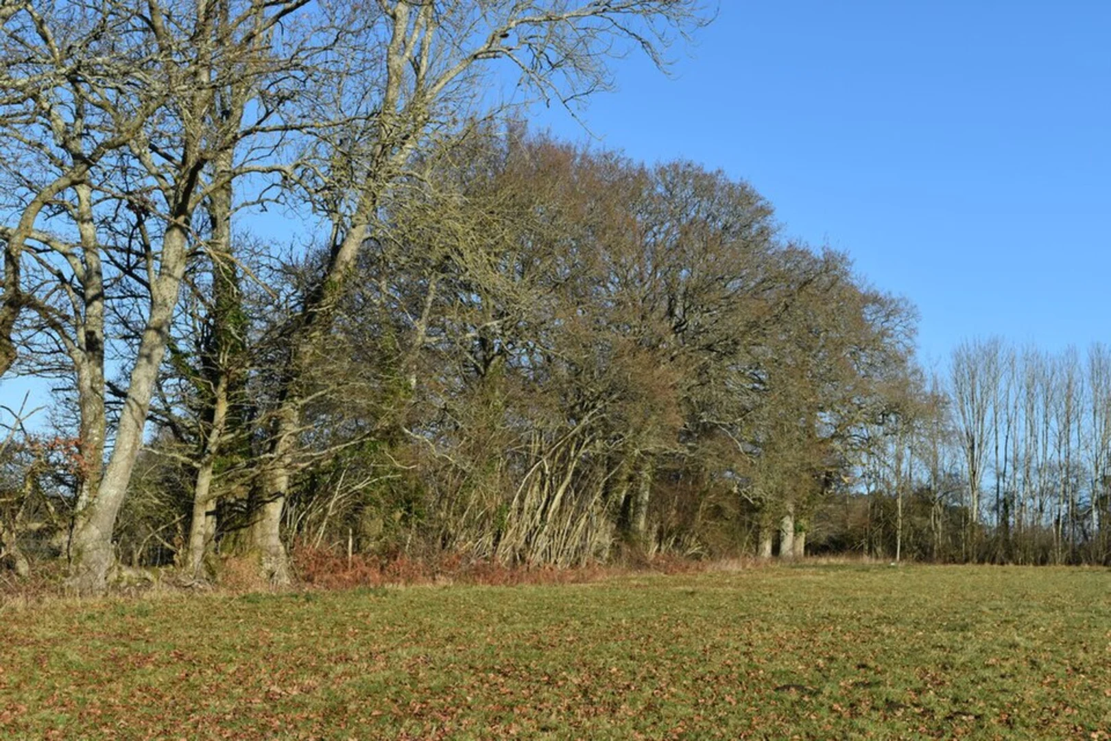 An image depicting the trail Hamptworth Loop and its surrounding area.