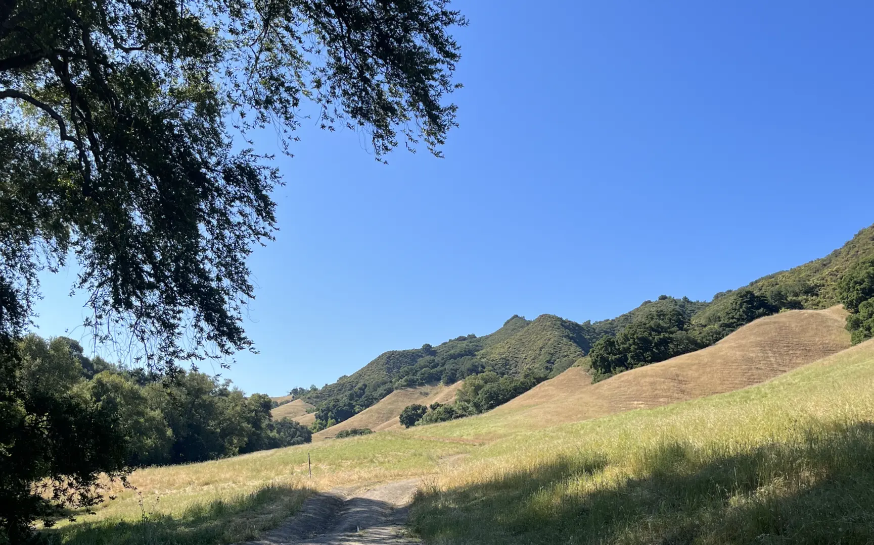 An image depicting the trail Ringtail Cat, Corduroy Hills, Las Trampas Peak and Madrone Loop Trail and its surrounding area.
