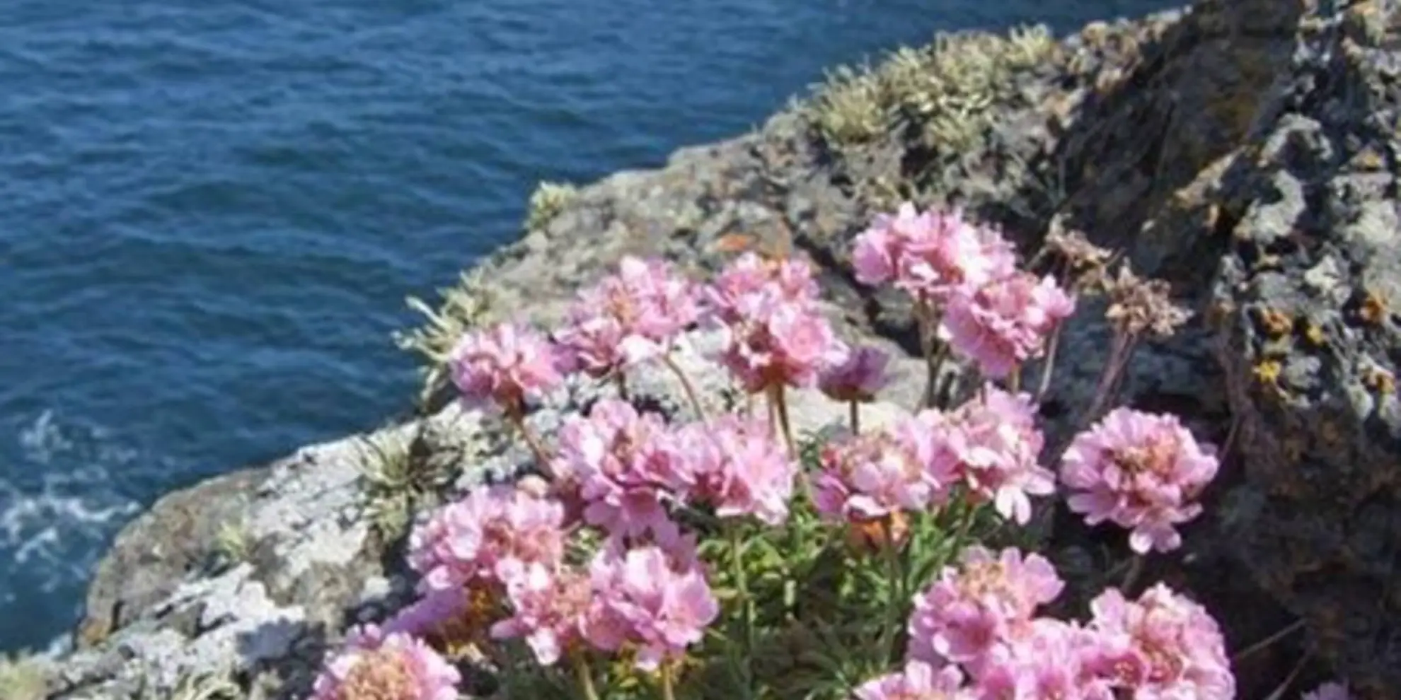 An image depicting the trail White Rocks to St Agnes Beacon Loop and its surrounding area.