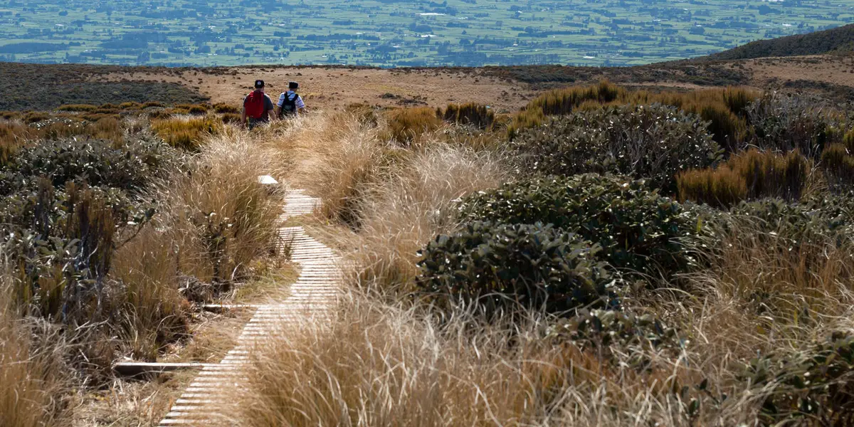 Pouakai Range Tramping Tracks - Mangorei Track to Pouakai Hut