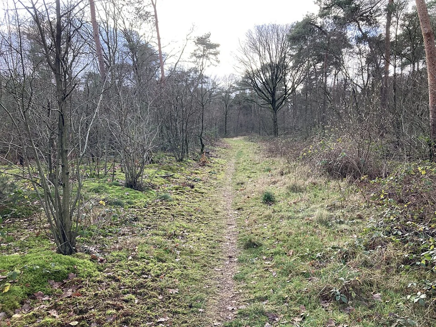 An image depicting the trail Neerkantse Bossen Loop and its surrounding area.