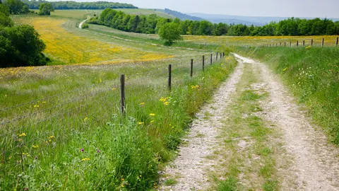 An image depicting the trail South Downs Way and its surrounding area.