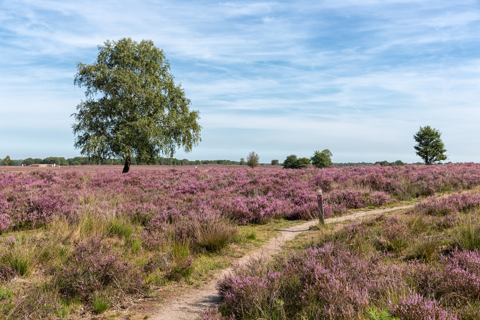 An image depicting the trail Leuvenumse Beek via Beekhuizer Weg and its surrounding area.