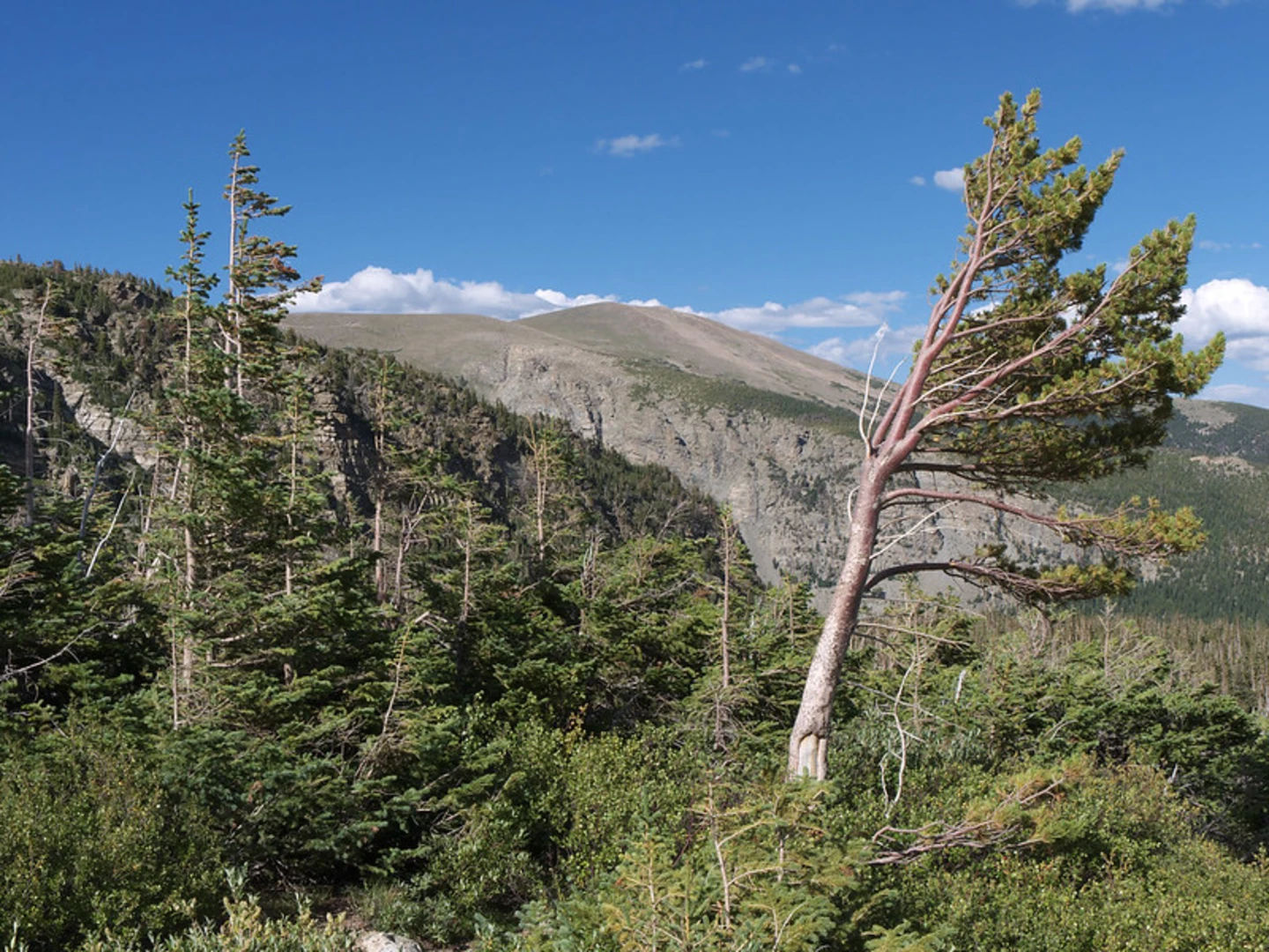 An image depicting the trail Buchanan Pass Trail and its surrounding area.