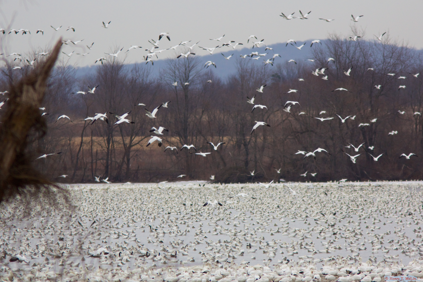 An image depicting the trail Museum Road Loop and its surrounding area.