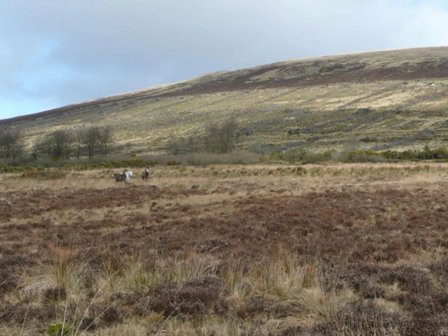An image depicting the trail Cloghernagh Mountain Loop from Ballinabarny Gap and its surrounding area.