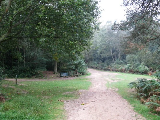 Pasture Wood, Somerset Hill, Leith Hill via Greensand Way