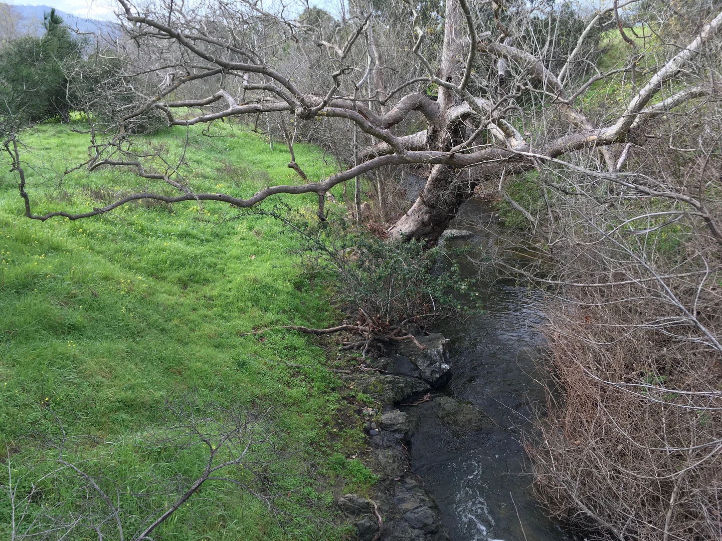An image depicting the trail El Chorro Regional Park - Dairy Creek Loop and its surrounding area.