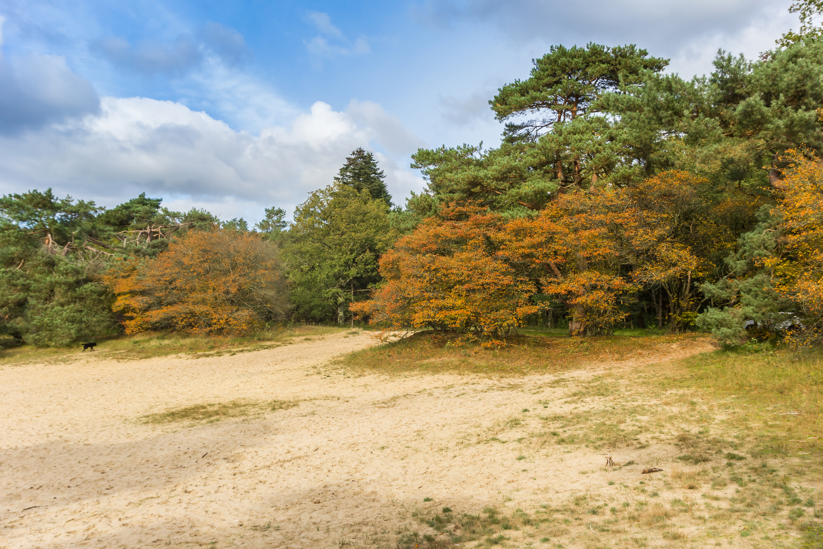 An image depicting the trail Mooi Zeegse, Siepelveen and Kniphorsbosch Loop and its surrounding area.