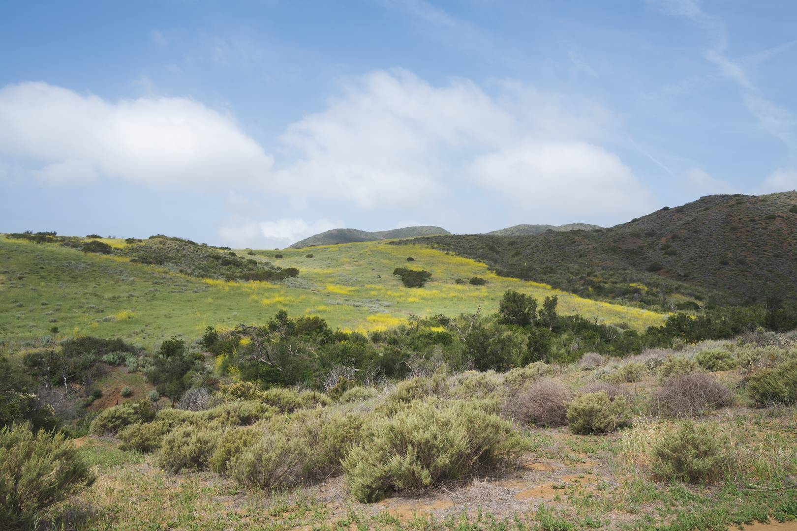 An image depicting the trail Sage Trail and its surrounding area.