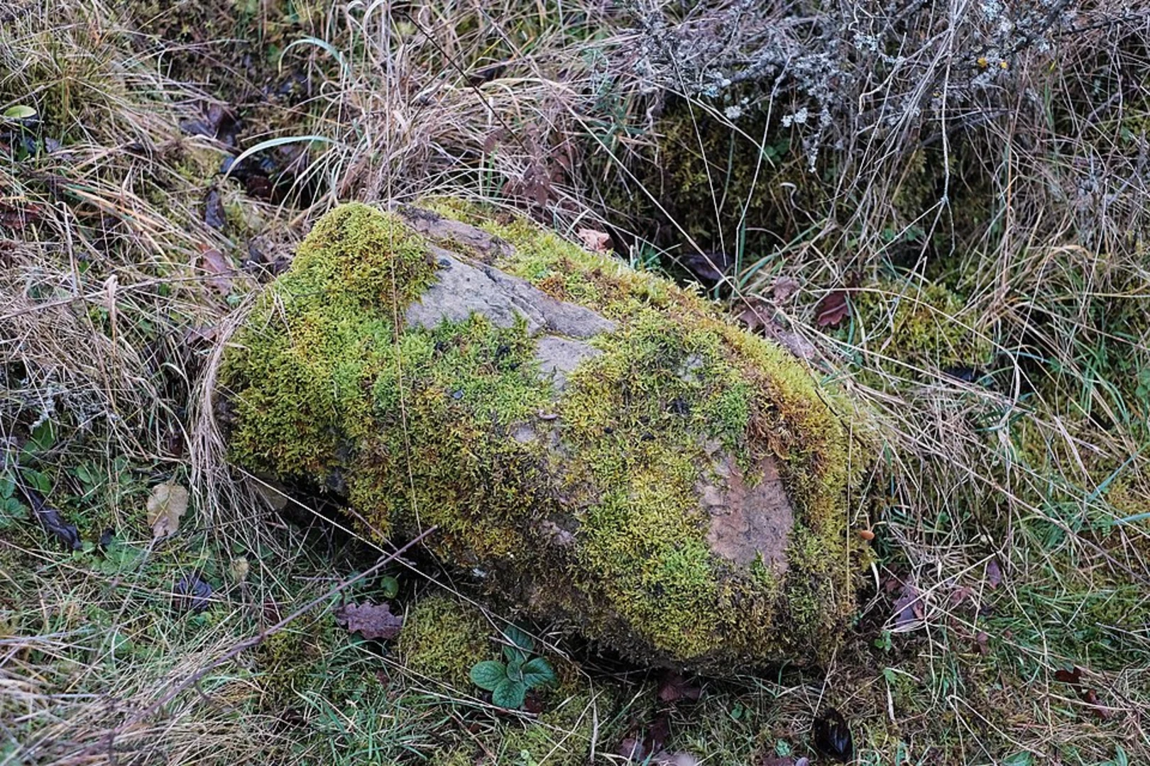 An image depicting the trail Der Grenzgaenger and its surrounding area.
