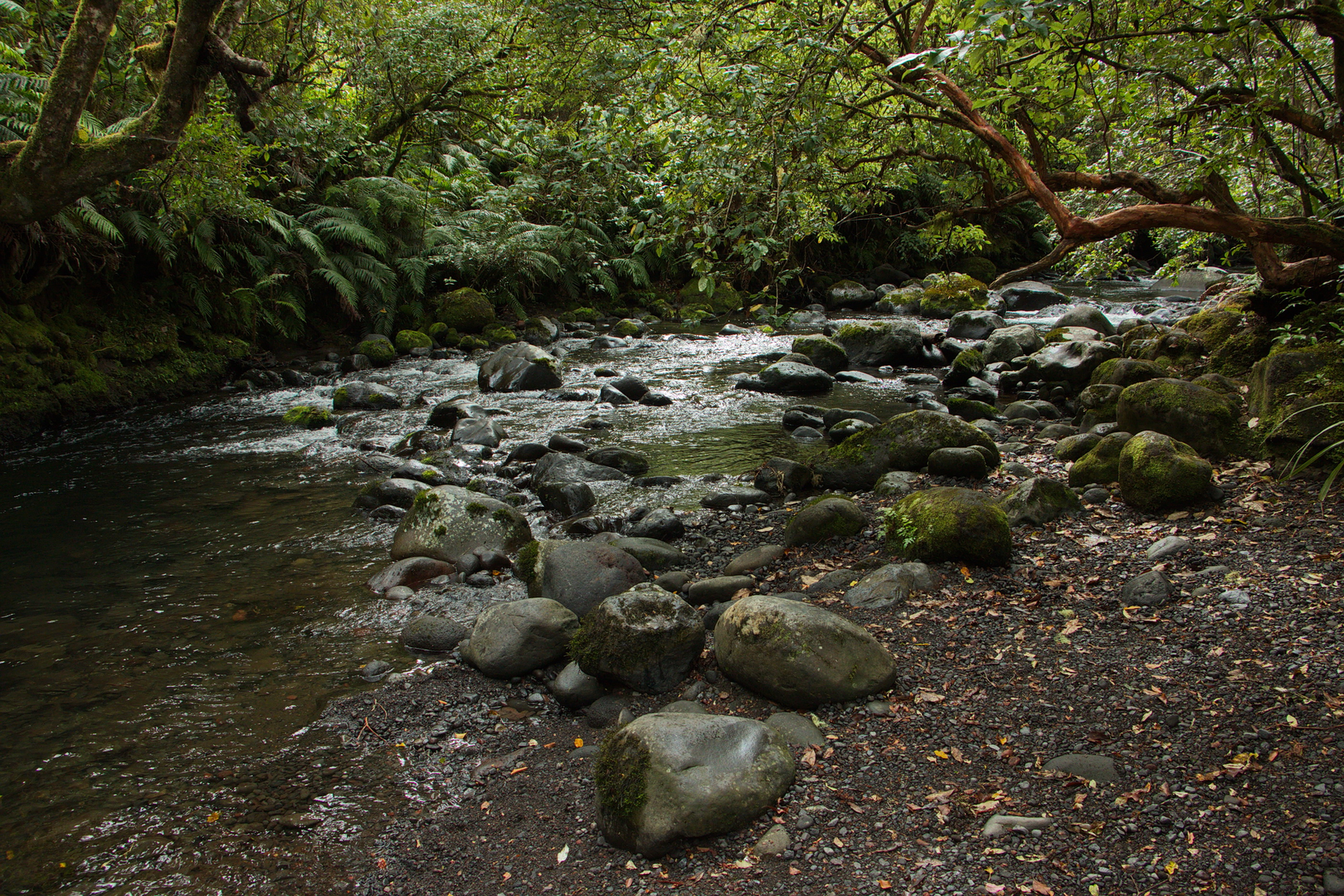 An image depicting the trail Mangawhero Forest Walk and its surrounding area.