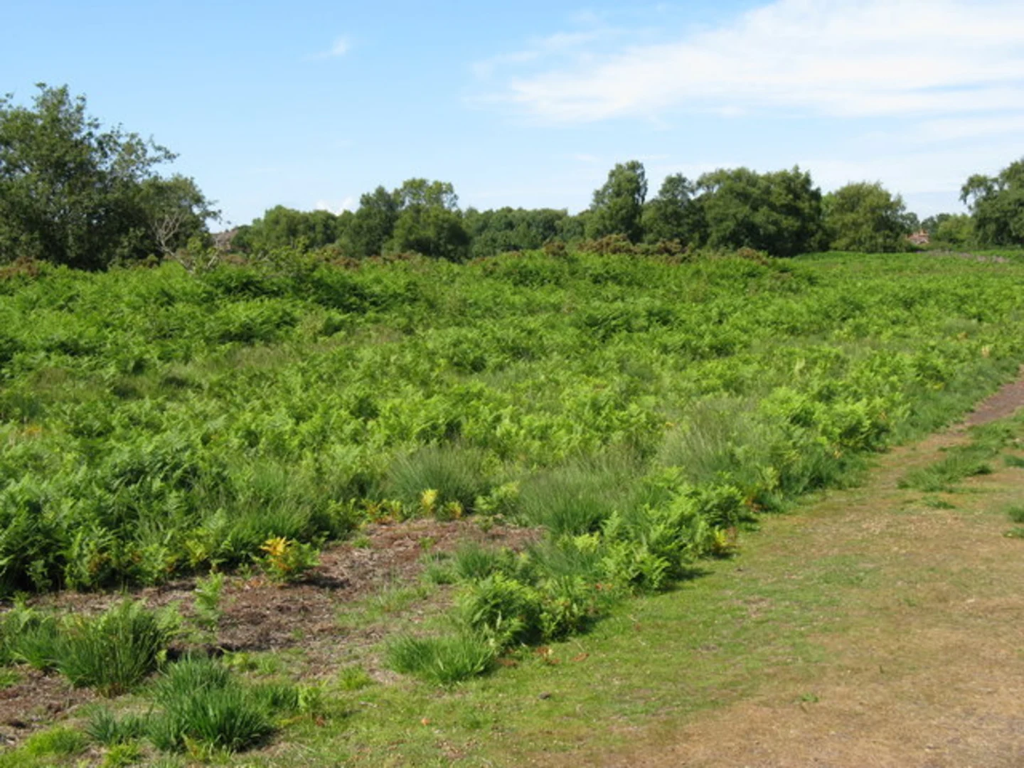 An image depicting the trail Chailey Common to Wivelsfield Green Loop and its surrounding area.