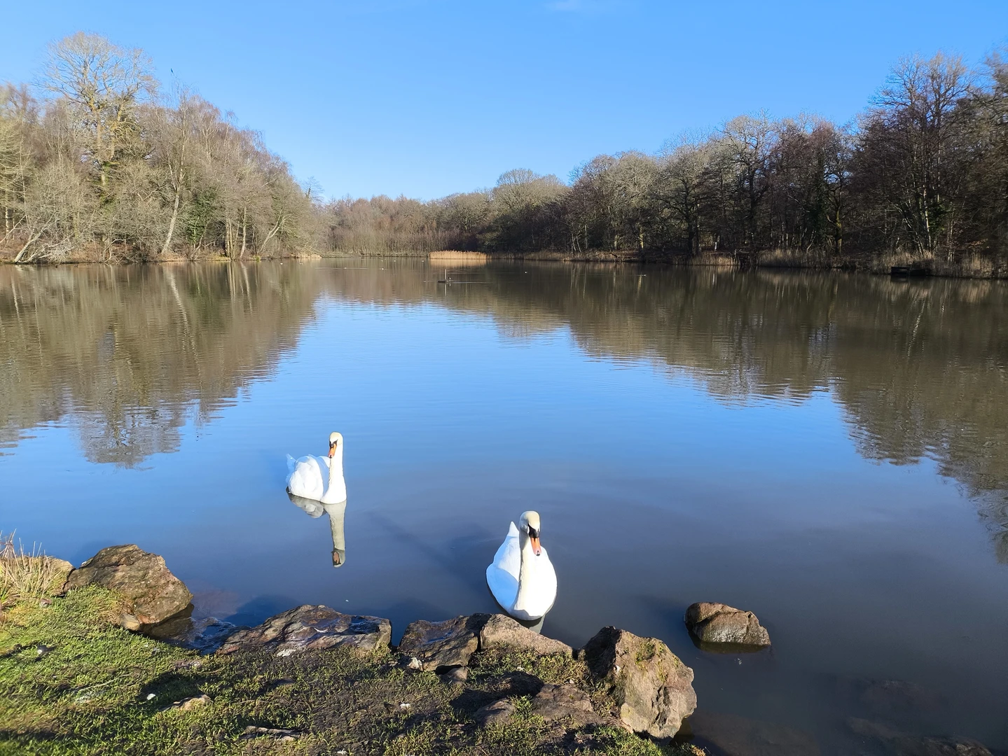 An image depicting the trail Cannop loop and its surrounding area.