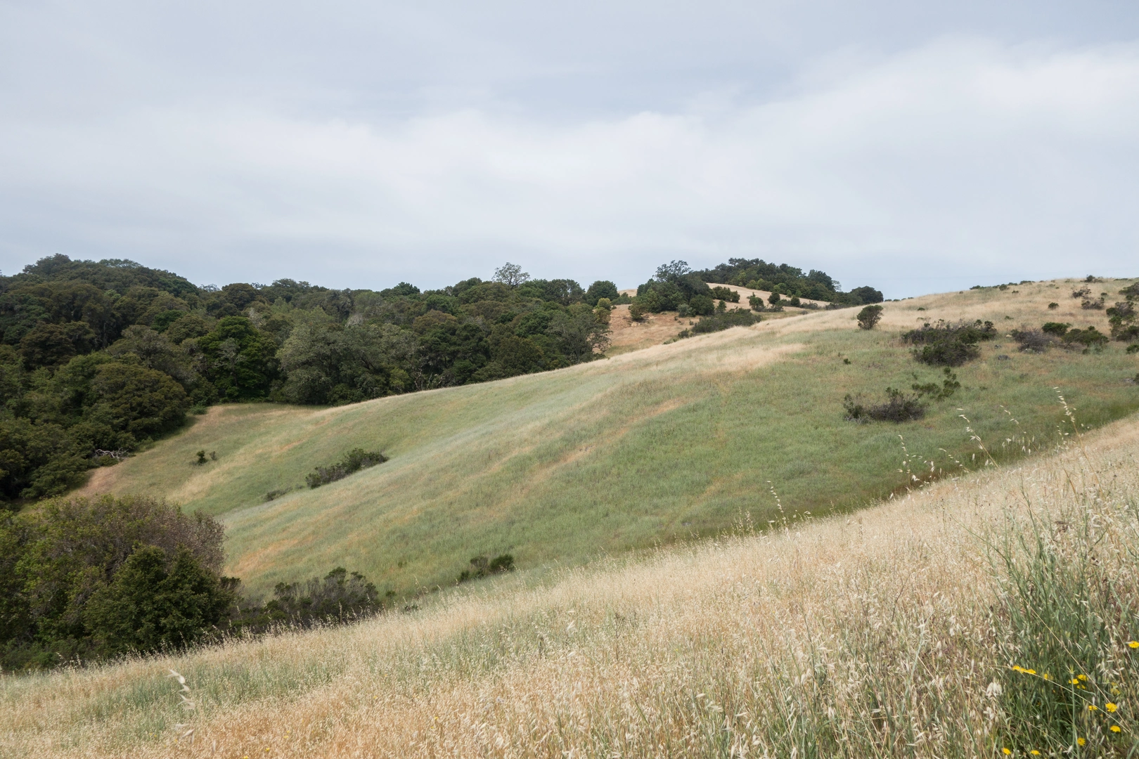 An image depicting the trail Stevens Creek Nature Loop Trail and its surrounding area.