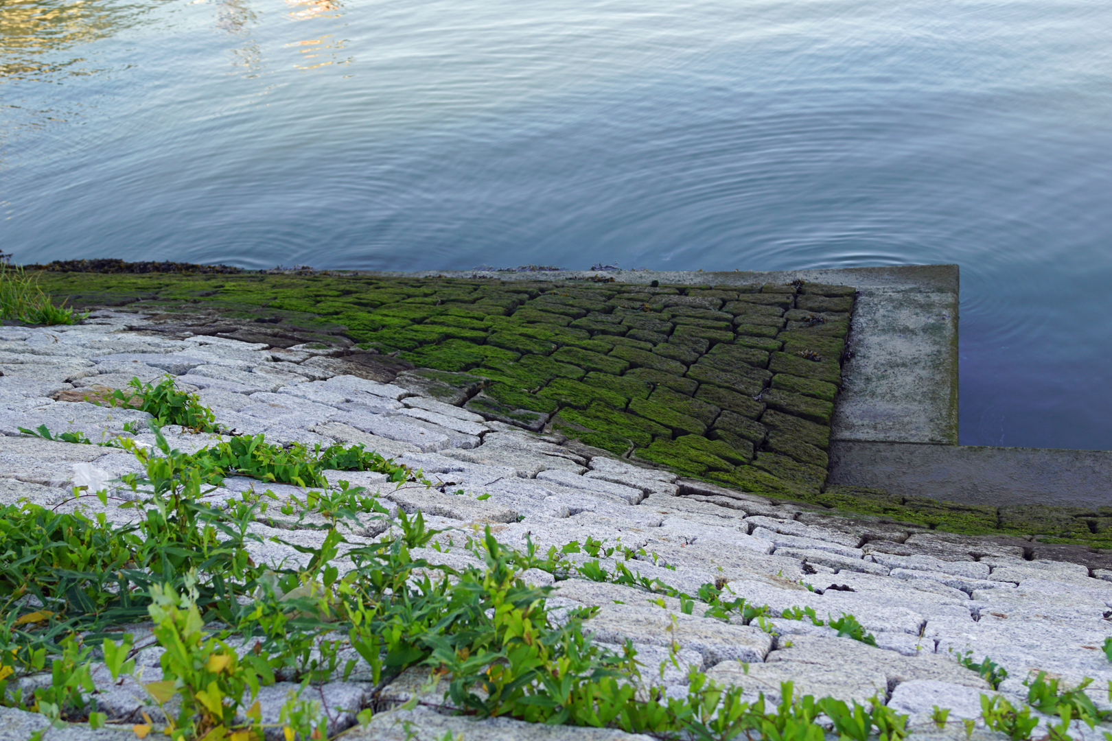An image depicting the trail Maassluis, De Wollenbrand, Abtswoudse Bos and Achterplas Loop and its surrounding area.