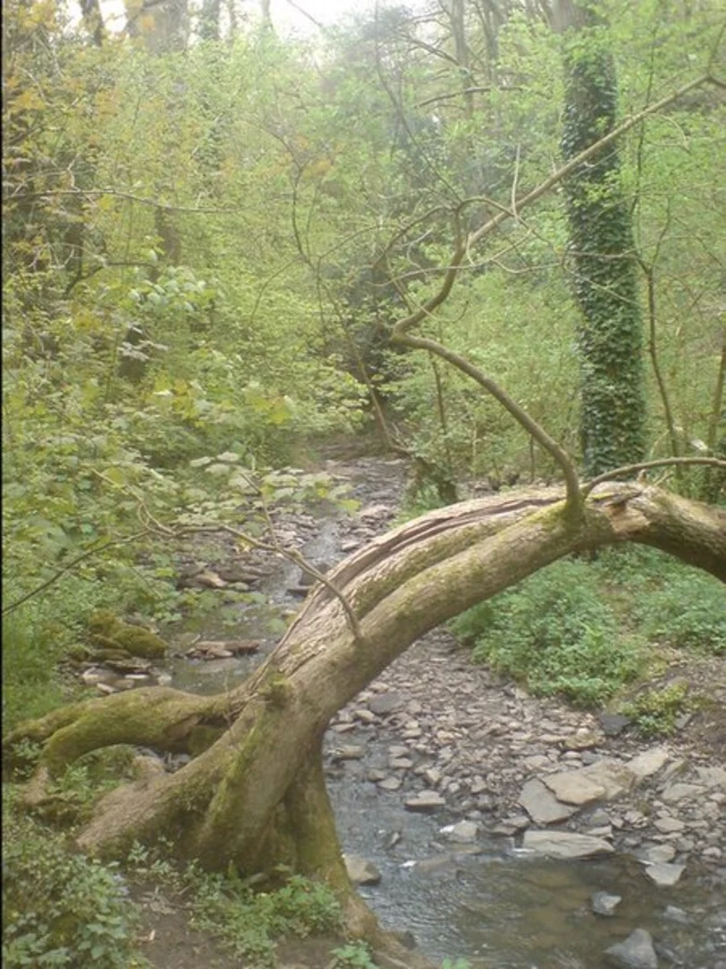 An image depicting the trail Greyfield Wood Walk and its surrounding area.