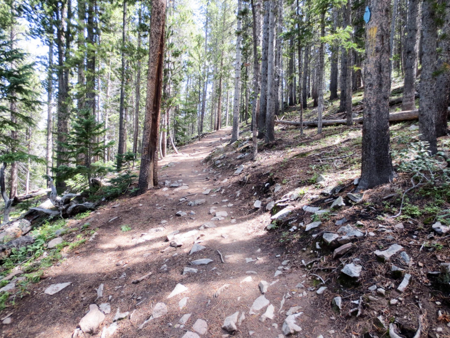An image depicting the trail Bakers Tank Trail and its surrounding area.