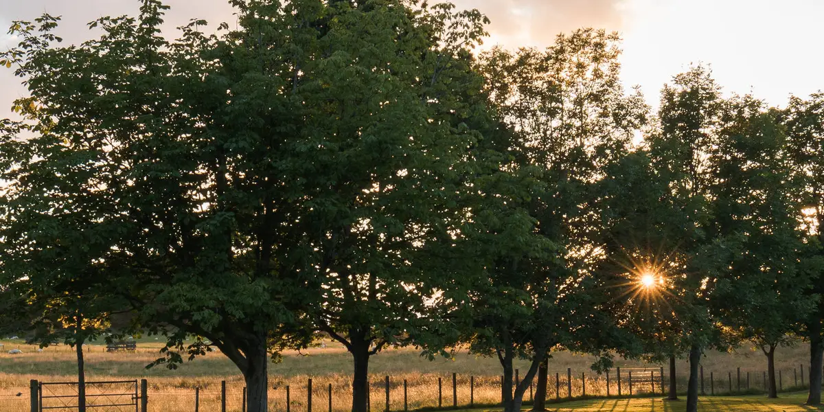 Chatelherault Country Park near Hamilton
