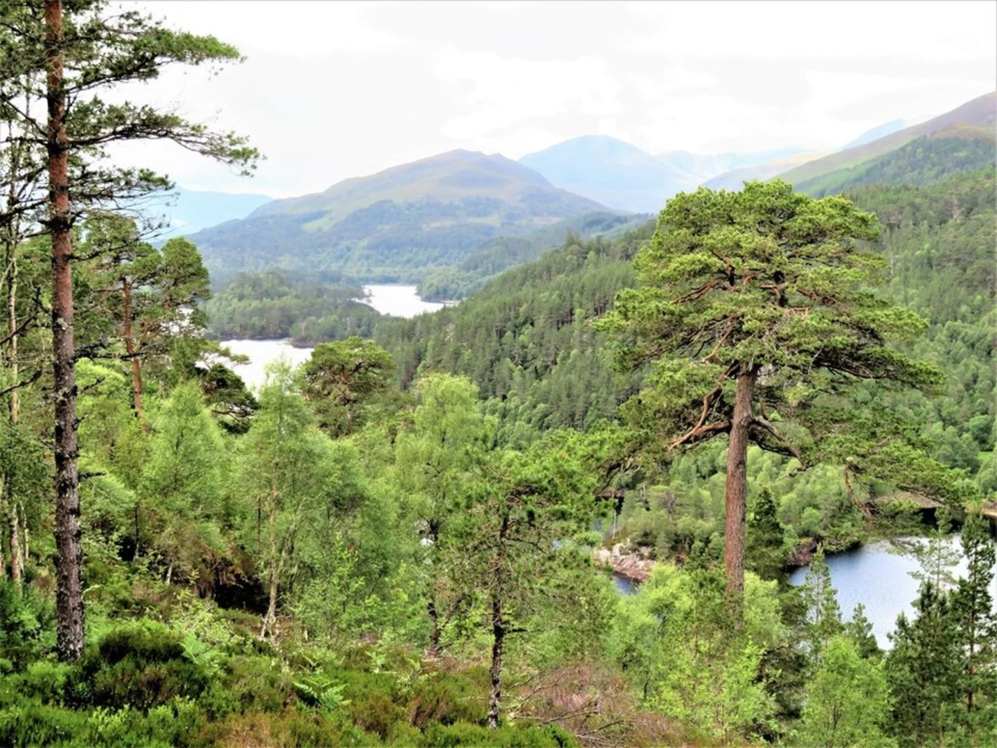 An image depicting the trail Viewpoint Trail via River Affric and its surrounding area.