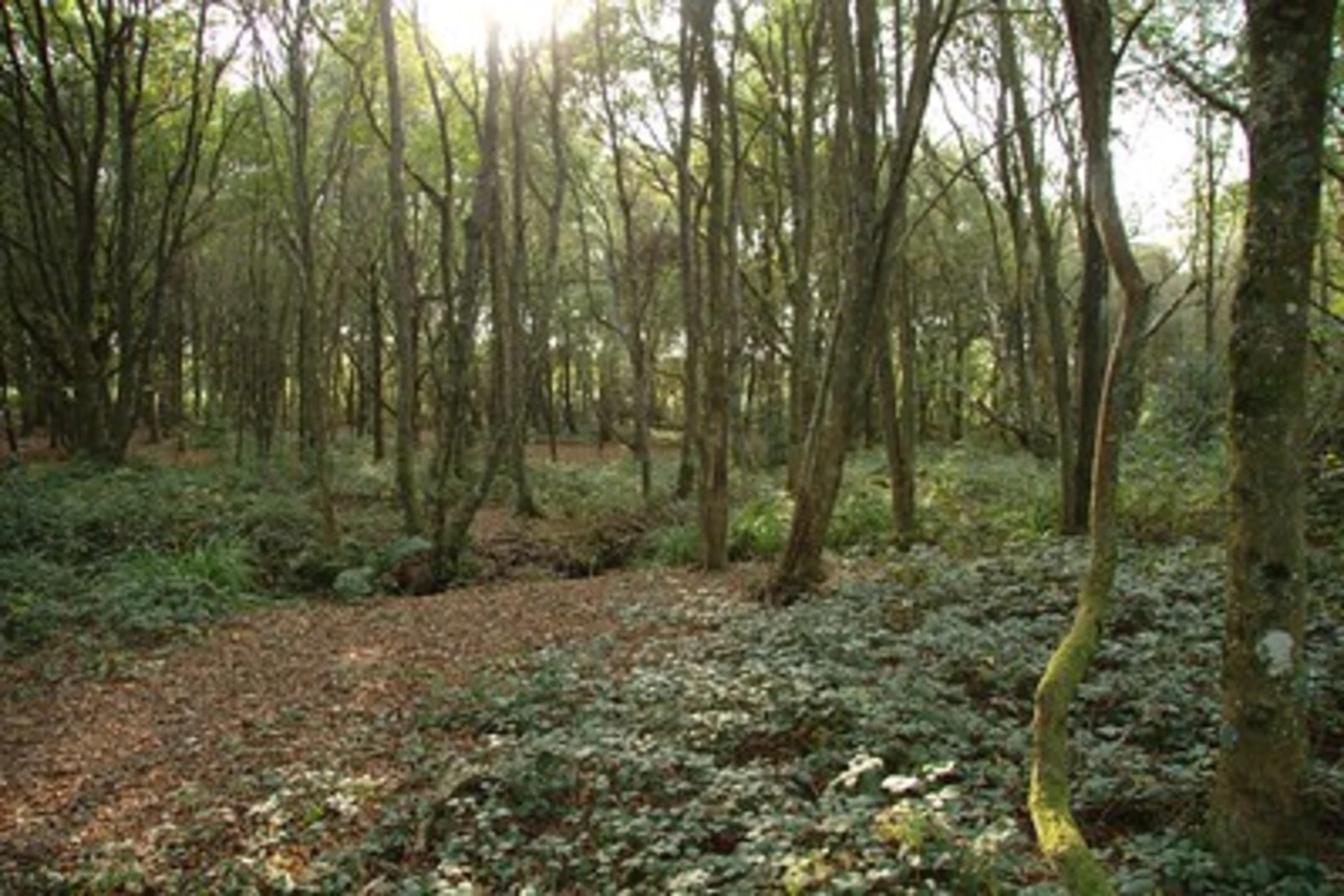 An image depicting the trail Henfield Common Loop and its surrounding area.