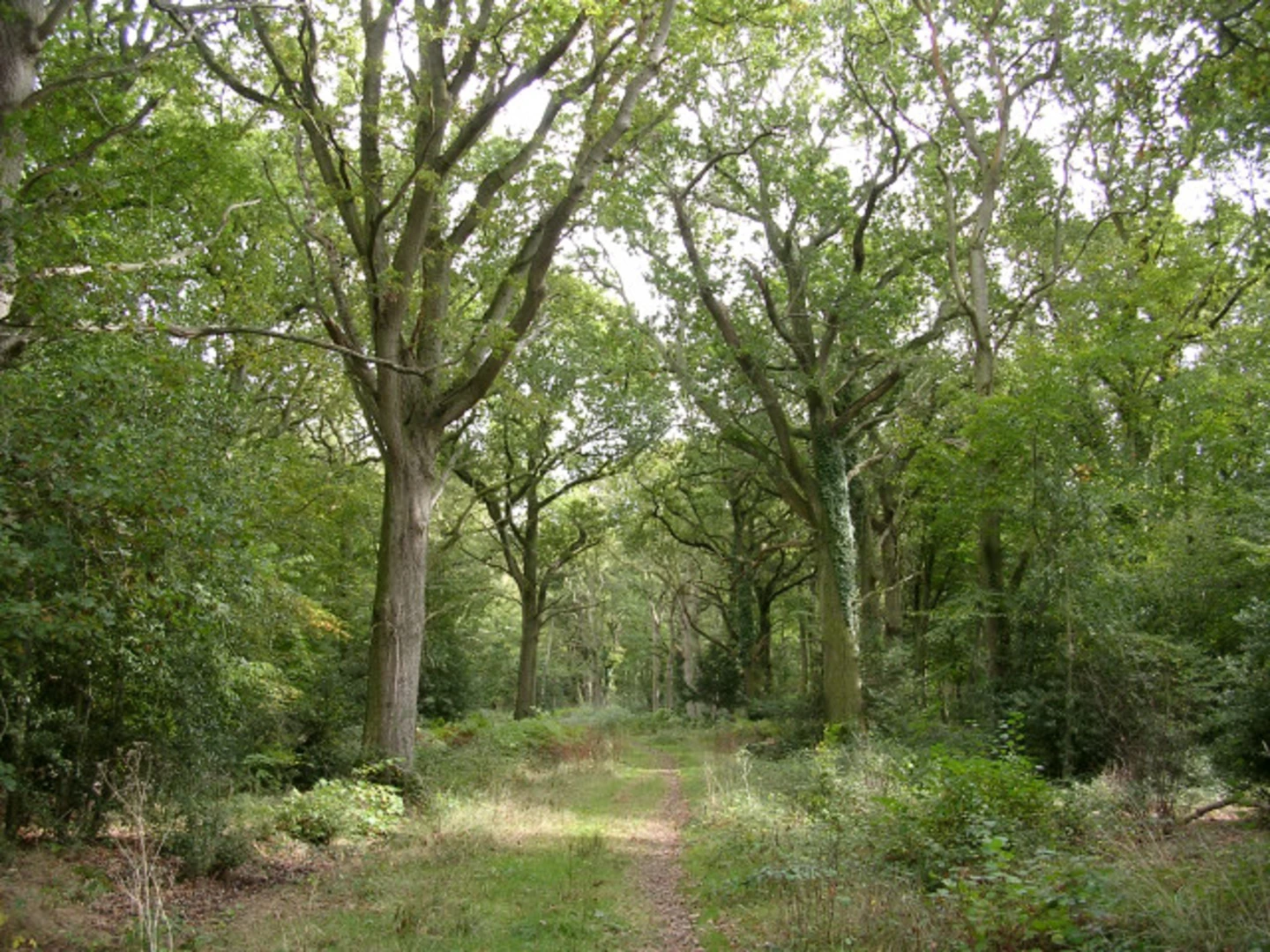 An image depicting the trail Ashurst Stroll and its surrounding area.