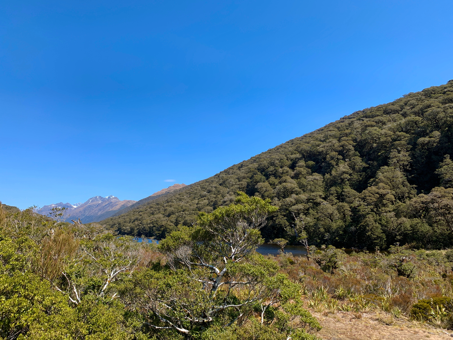 An image depicting the trail Pass Creek Track and its surrounding area.